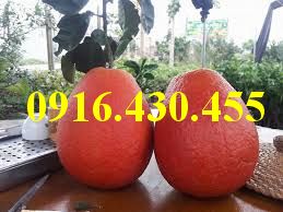 Cây giống bưởi luận văn
